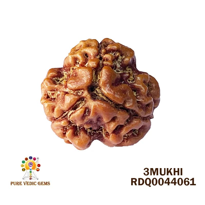 3 MUKHI Rudraksha (2.580gm) — image 1