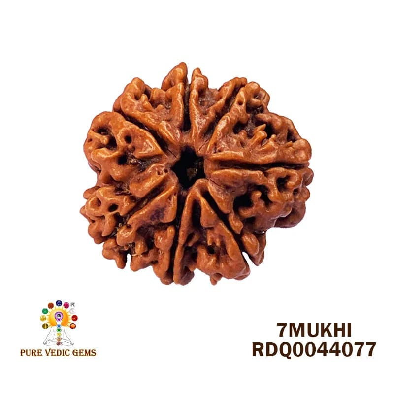 7 Mukhi Rudraksha (4.294gm) — image 1