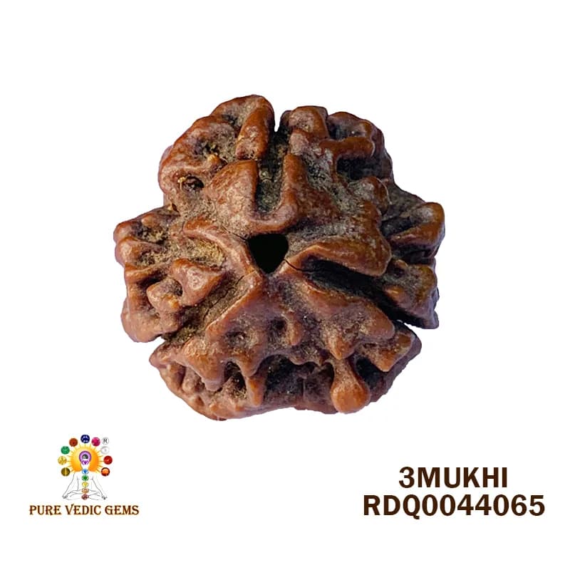3 MUKHI Rudraksha (2.884gm) — image 1