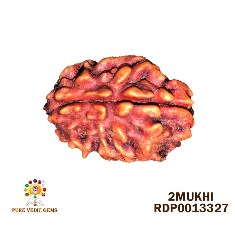 2 Mukhi Rudraksha (1.720g) — image 1