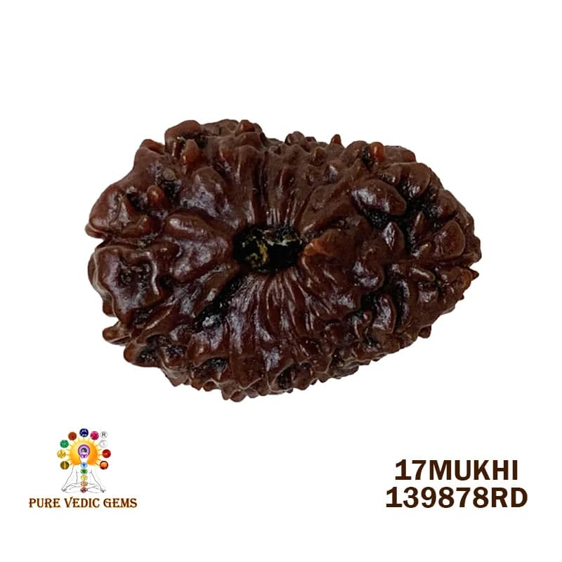 17 Mukhi Rudraksha (1.888mg) On Demand — image 1