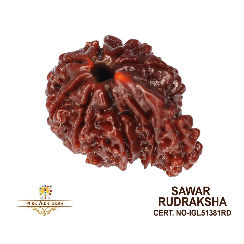 Sawar Rudraksha