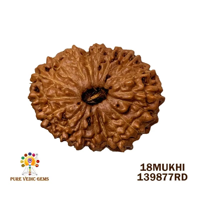 18 Mukhi Rudraksha (1.885mg) On Demand — image 1