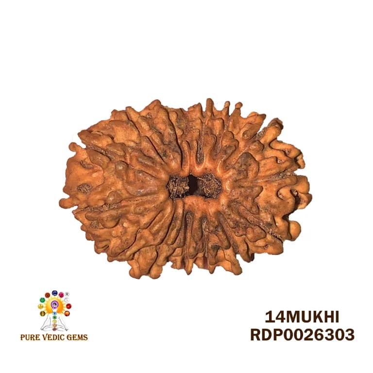 14 Mukhi Rudraksha (1.864g) On Demand — image 1