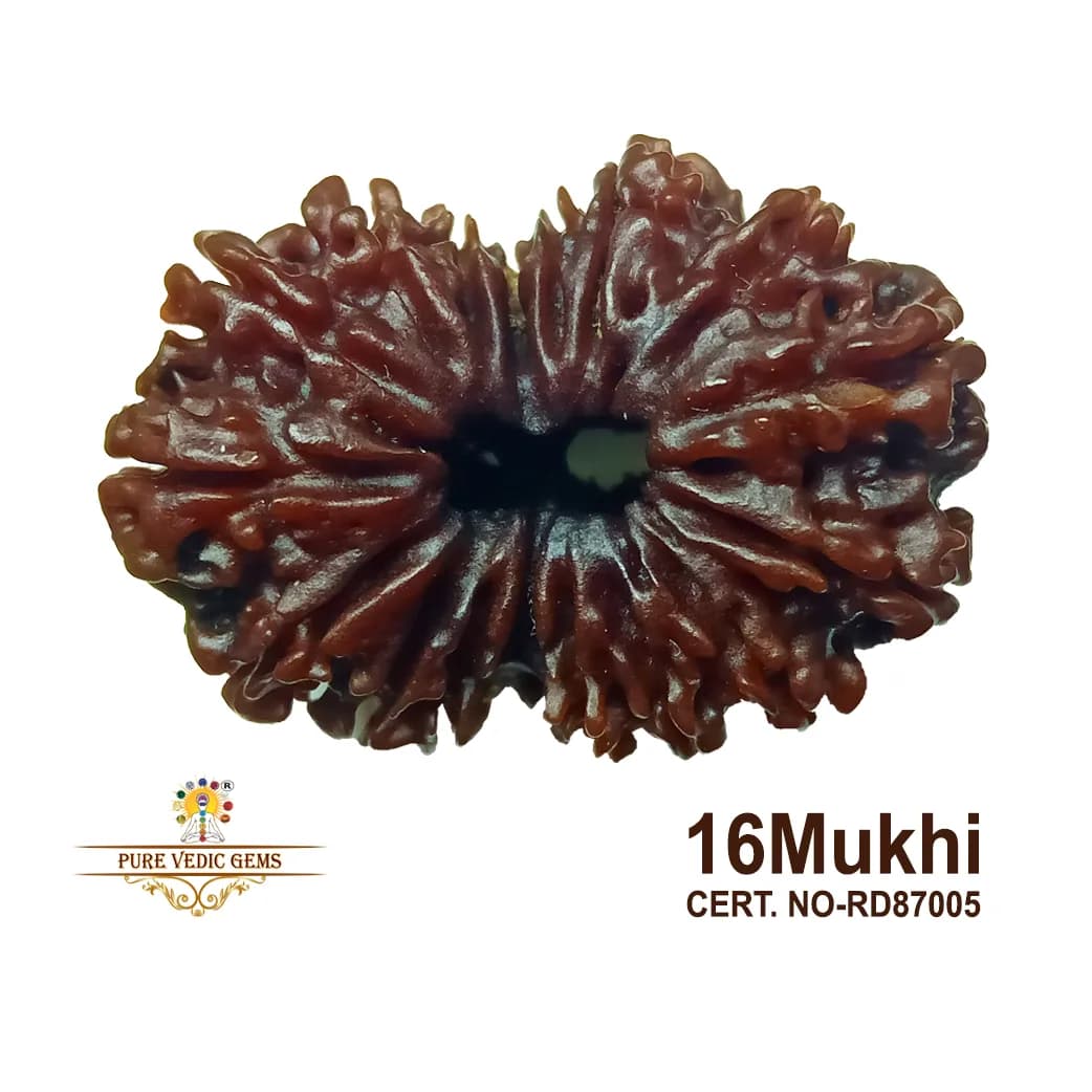 16 Mukhi Rudraksha (4.252g) On Demand — image 1