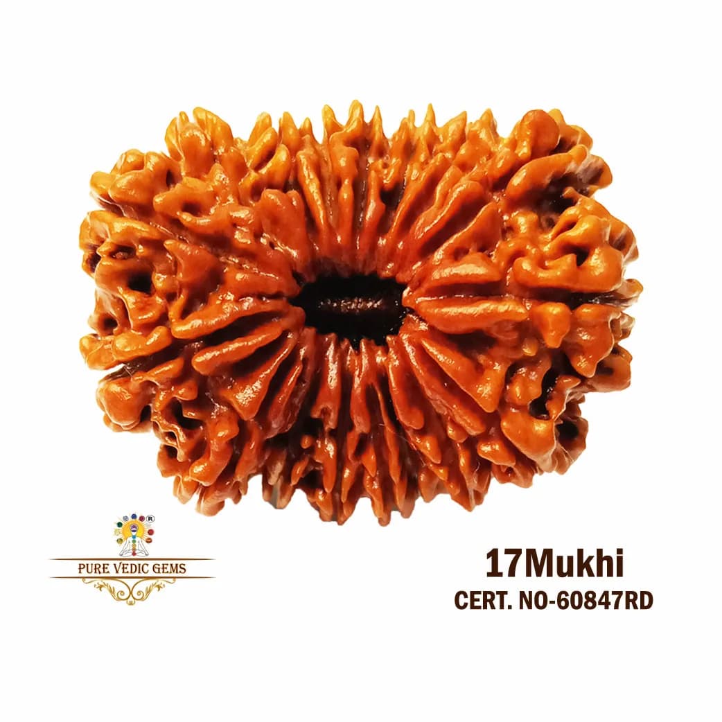 17 Mukhi Rudraksha (7181mg) On Demand — image 1