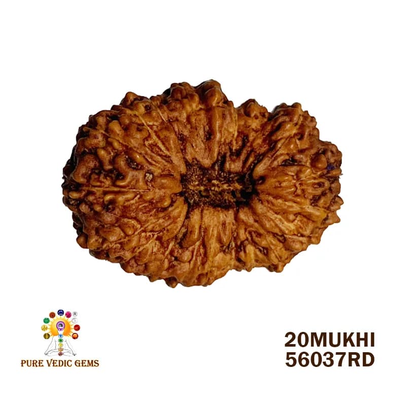 20 Mukhi Rudraksha