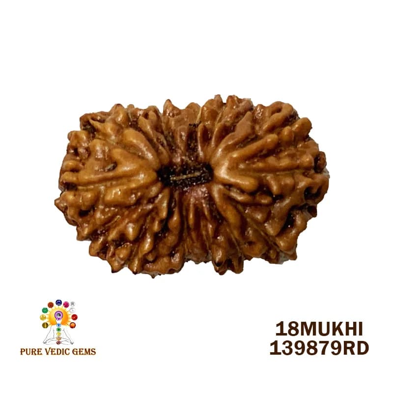 18Mukhi Rudraksha (0.547mg) On Demand — image 1