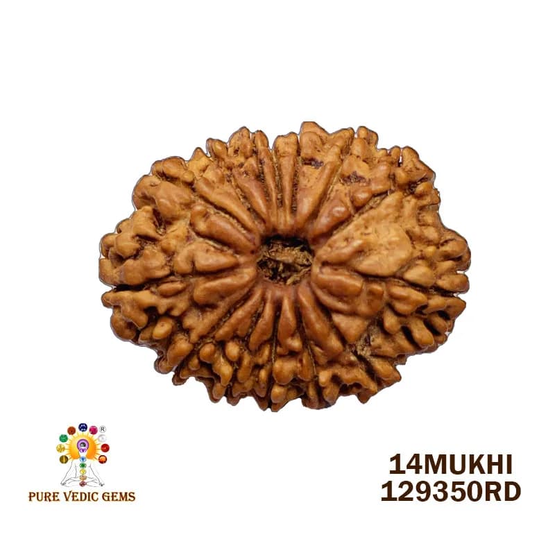 14Mukhi Rudraksha (3.842mg) On Demand — image 1