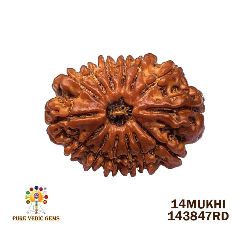 14Mukhi Rudraksha (4.783mg) On Demand — image 1