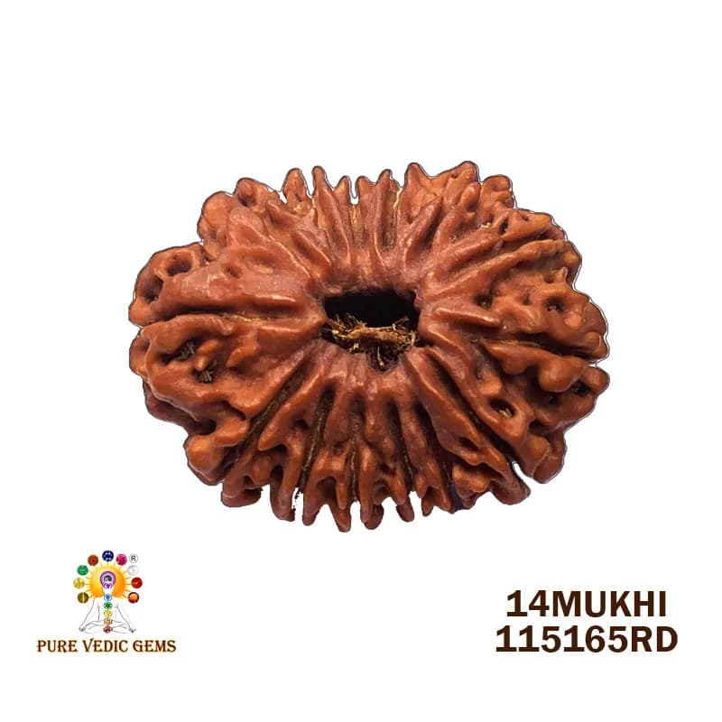 14Mukhi Rudraksha (4.685mg) On Demand — image 1