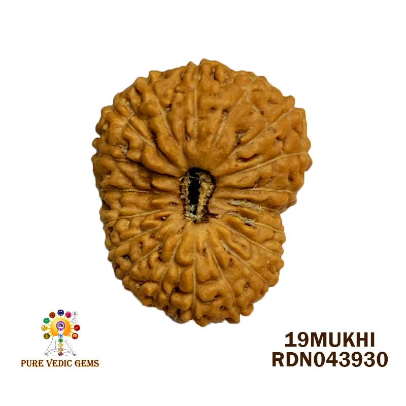 19 Mukhi Rudraksha (2.508mg) On Demand — image 1