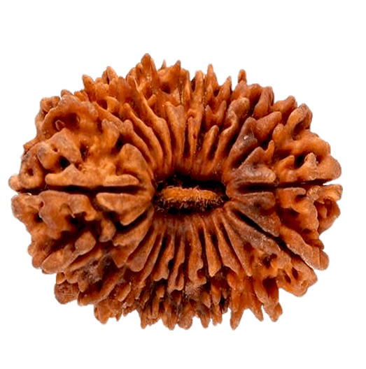 21 Mukhi