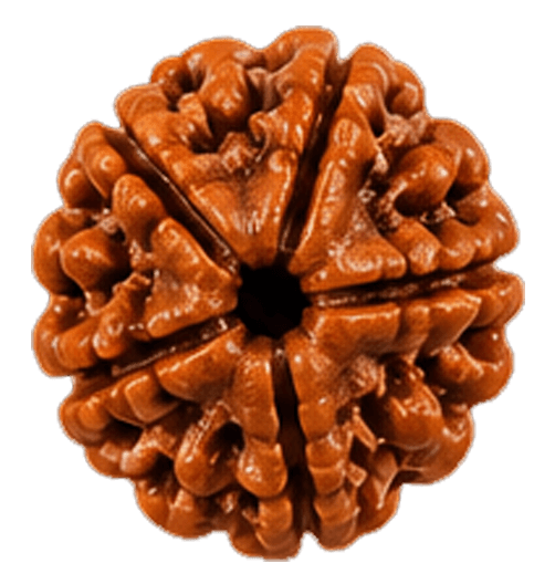 5 Mukhi Rudraksha