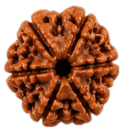 6 Mukhi Rudraksha