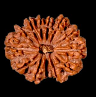 13 Mukhi Rudraksha