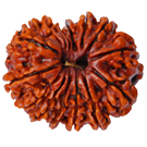 15mukhirudraksha