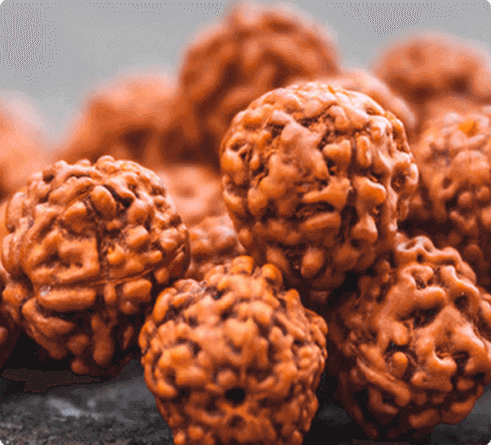 Rudraksha