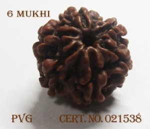 6 Mukhi Rudraksha