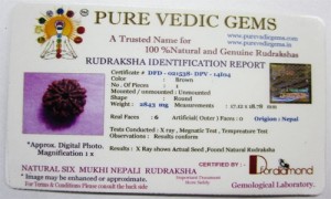 6 Mukhi Rudraksha Certificate