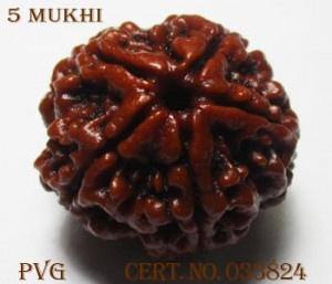 Five Mukhi Rudraksha