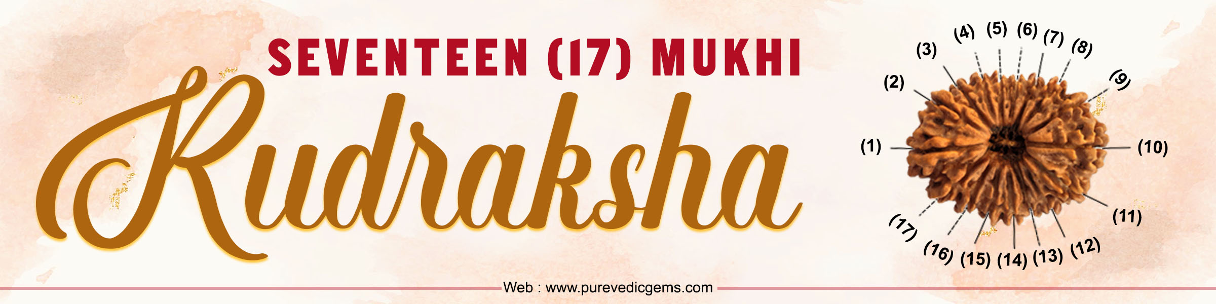 Seventeen Mukhi Rudraksha
