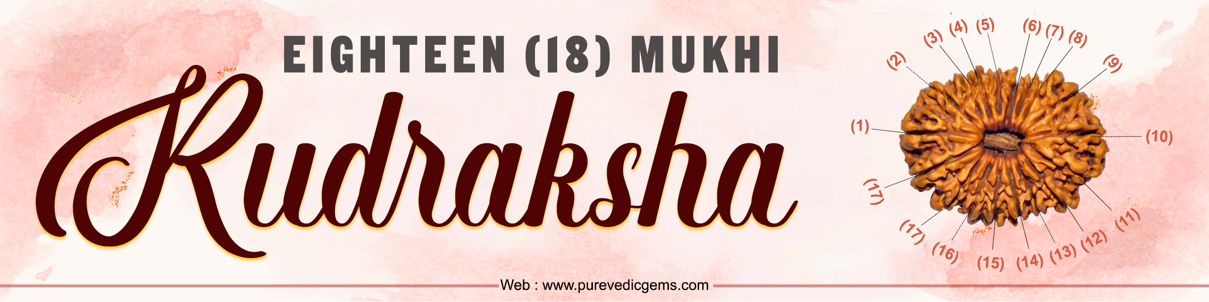 Eighteen Mukhi Rudraksha