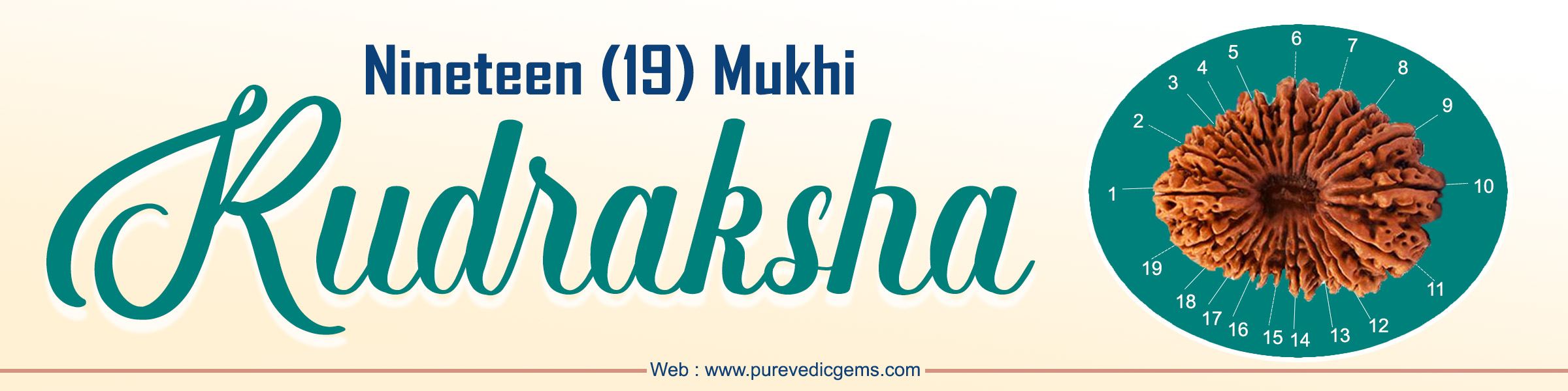 NINETEEN (19) MUKHI RUDRAKSHA Presiding Deity: Lord Vishnu Ruling Planet: Sun Beej Mantra: “Om Vam Vishnave Ksheershanyaiye Swaha” The presiding Deity of the Nineteen (19) Mukhi Rudraksha is Lord Vishnu in his Narayana form resting in the Ksheer Sagar and the controlling planet is Sun. This Rudraksha bead is also called the Janardana Rudraksha. Janardana, another name for Lord Vishnu and one used many times by Arjuna for Lord Krishna in the Bhagwadgita also means “He to whom all devotees pray for worldly success and liberation.” How is Nineteen (19) Mukhi Rudraksha beneficial for SUCCESS. ? • This Rudraksha is said to usher in good luck and fulfills all material desires in a major way. This bead is believed to be helpful in sharpening business acumen and helps in easy accomplishment of all tasks. • By wearing this Rudraksha it is said that any big work of any nature or business like serving mankind, politics, social activity, or any major event in life can be done without stress. • This Nineteen (19) Mukhi bead is believed to be excellent for people indulging in diversified activities, managing large business establishments, and law firms, etc. • This Nineteen (19) Mukhi Rudraksha helps in new ideas to establish oneself in society with name, fame, and success, position, power, authority, and enhances one’s leadership and administrative qualities. • Successful politicians and leaders, doctors, lawyers, chartered accountants, administrators, actors and film stars, all have the backing of the planet Sun in a big way which this powerful bead is said to provide amply. • The extremely powerful Nineteen (19) Mukhi Rudraksha is believed to reduce the malefic effects of Sun and increase its positive influence on the wearer’s life very dramatically. • The Nineteen (19) Mukhi Rudraksha is considered by far the most superior single bead of Rudraksha for lawyers who either are, or want to become, their own boss. • Be they litigation kings or law firm proprietors, the wearing of this bead is believed to act as an expressway to great name, fame, and glory for the best of the legal minds of the land. How Nineteen (19) Mukhi Rudraksha is beneficial for SPIRITUALITY? • This Rudraksha bead is said to cleanse, balance, and align all the Chakras or energy points in the body. Like the multifaceted Dasa Avatar of Lord Vishnu, the wearer is blessed with the ability to manage and nurture multiple tasks at the same time, be it material or spiritual. • It is a symbol of lord Shiva, goddess Parvati, and lord Ganesha. By retention of this Rudraksha, one gets the special blessings of lord Narayana and goddess Laxmi. Moreover, it provides the promotion to a service holder and profits to businessmen. How is Nineteen (19) Mukhi Rudraksha beneficial for HEALTH? • This Nineteen (19) Mukhi bead is believed to greatly strengthen all the internal organs of the body and also the heart. • It is considered to provide a strong boost to circulation and it strengthens the eyesight too. It has also been seen to provide relief from all kinds of stomach related ailments. • Nineteen (19) Mukhi Rudraksha increases the stamina of the person to be active in all kinds of fields. • Nineteen (19) Mukhi Rudraksha cures heart related diseases such as congestive heart failure, palpitations, high blood pressure to a person who wear this Rudraksha bead. • This Nineteen (19) Mukhi Rudraksha is good for stress control also. How to wear Nineteen (19) Mukhi Rudraksha. First of all, wake up early on Sunday morning then take a bath and clean the place where you worship God. After that take a Rudraksha bead and place gangajal in it and wash Rudraksha gently. Now sprinkle gangajal on Rudraksha bead and worn-in white silk or wool thread after chanting the mantra “om hreem hoom namah”. Who all can wear Nineteen (19) Mukhi Rudraksha. • A person, who is finding a compatible married partner, must wear Nineteen (19) Mukhi Rudraksha. • Students those who have a desire for obedient children can wear this bead. • Those who want to start a new venture and can take risks shall embrace this bead, this Rudraksha bead provide both physical and mental energy. • This Nineteen (19) Mukhi Rudraksha bead is best suited for the person who is in the service sector as it gives financial growth, career growth, and promotion. From where we can buy the original Nineteen (19) Mukhi Rudraksha. You should buy Rudrakshas from an authentic and reputed and very experienced company if you want pure, original, and effective healing Rudrakshas. Pure Vedic Gems Pvt. Ltd. is one of the oldest and most reputed companies dealing in authentic quality Jyotish gemstones and genuine best quality Rudrakshas only. This company is owned and managed by one of the oldest families (since 1937). Pure Vedic Gems have a vast network experience and link to buy directly from the mines/Rudrakshas farms, so end-users customers can get the best quality at the best prices. Pure Vedic Gems Company provides a reputed and authentic lab certificate with each and every Rudraksha. Pure Vedic Gems also provides free recommendations of gemstones and Rudraksha by famous and learned astrologers. You can definitely get 100% Genuine Vedic Quality Energized & Activated Rudrakshas at the best prices for the best results from Pure Vedic Gems. Pure Vedic Gems Pvt. Ltd. is the only company which has a complete In-house Vedic set-up of purifying (shudhikaran) and energization (pranpratishtha) as per the authentic ancient rituals.