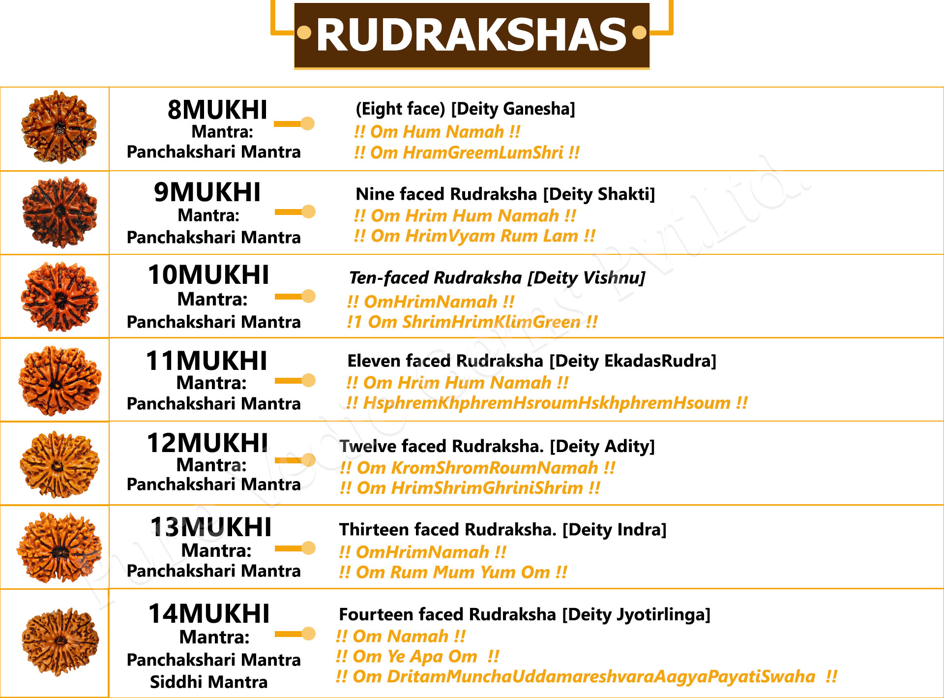 Rudrakshas 8 to 14 Mukhi