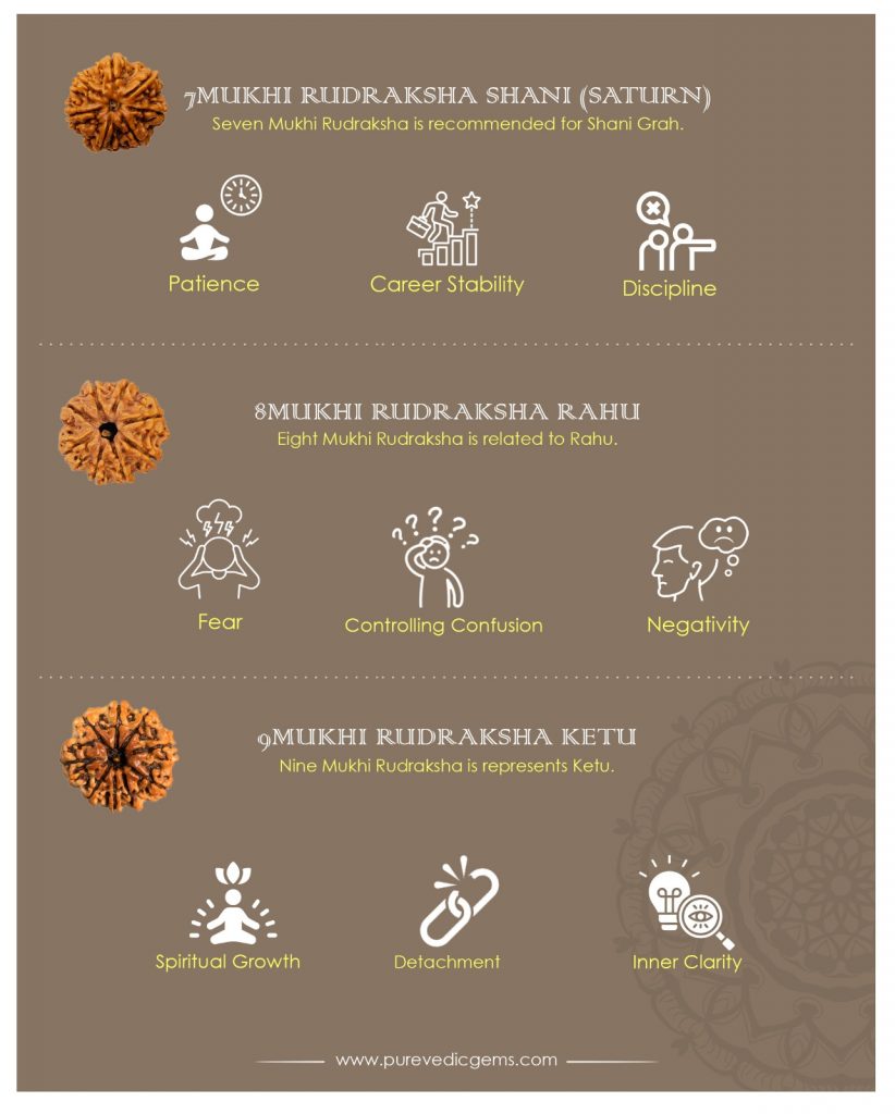 7 mukhi rudraksha