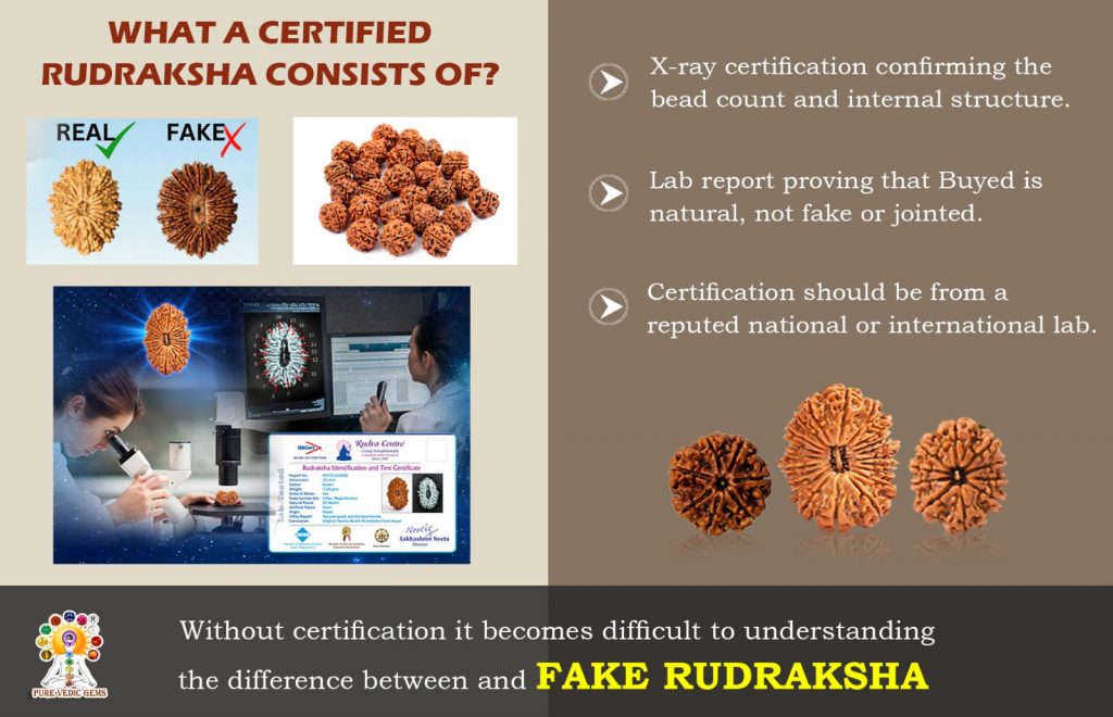 oroginal rudraksha